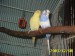 majitel: uara65  papoušek andulka