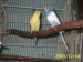  1.majitel: uara65  papoušek andulka