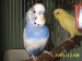  2. majitel: uara65 papoušek andulka