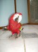 1.majitel: matochacek  papoušek vašík
